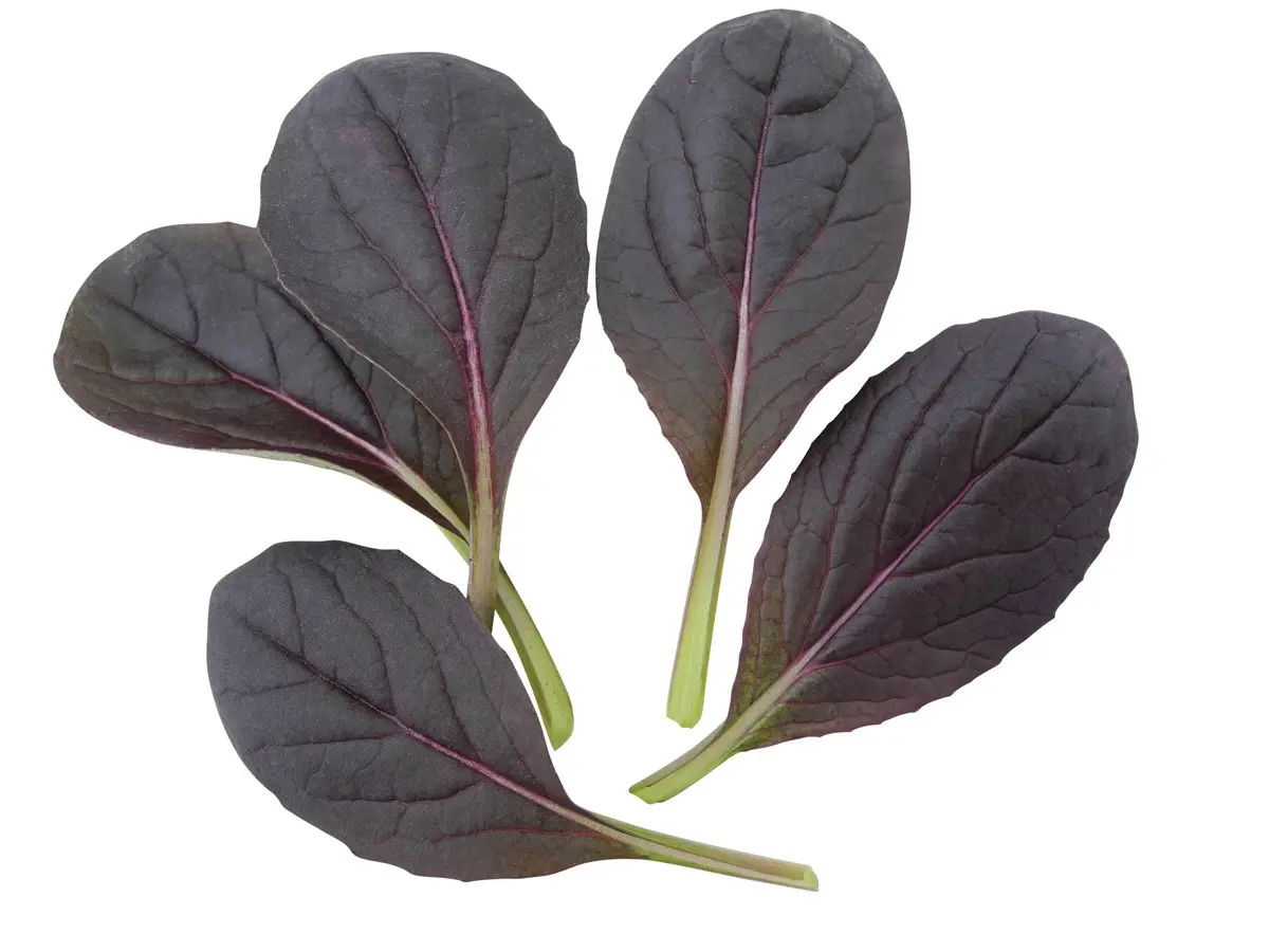 001AsiaGReensPakChoiArax