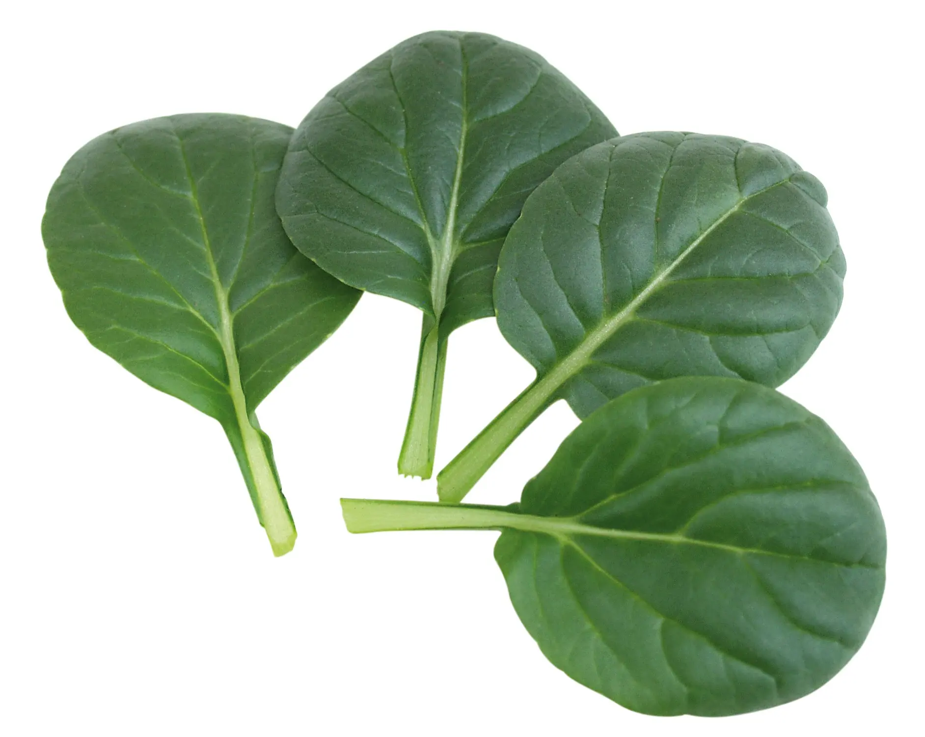 002AsiaGreensTatsoiTama