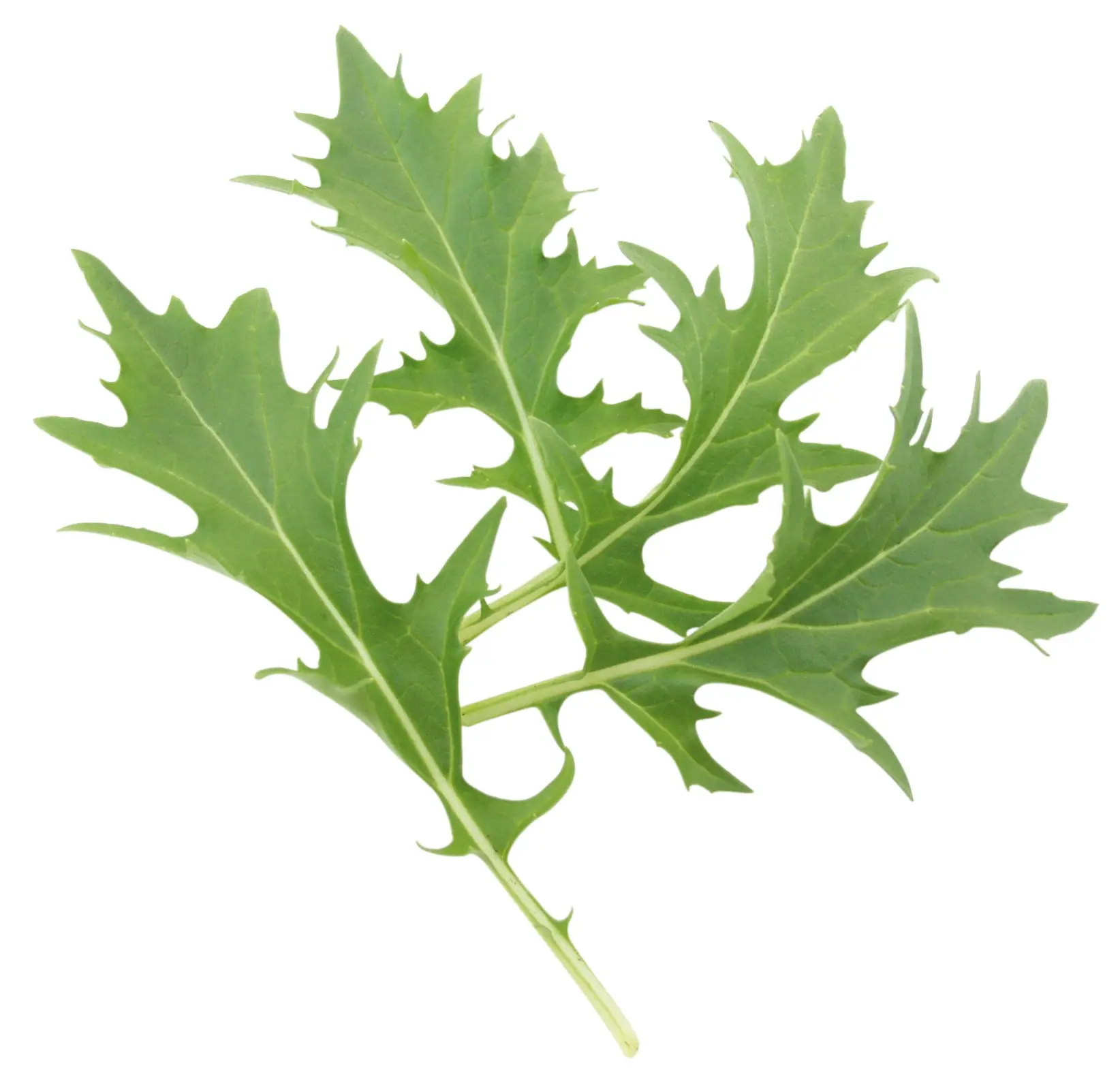 003AsiaGreensMizunaMandovi