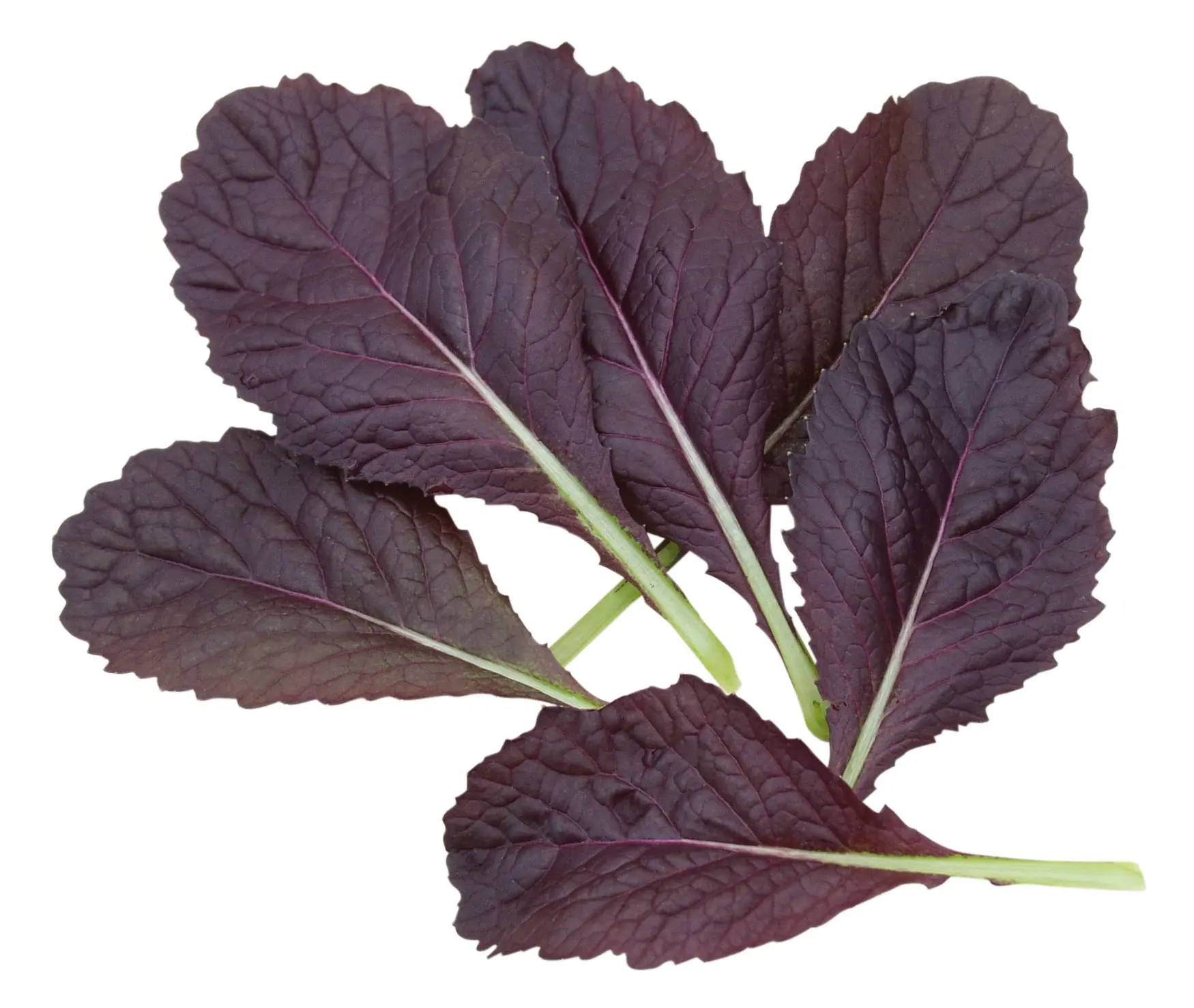 005AsiaGreensBloodyMary