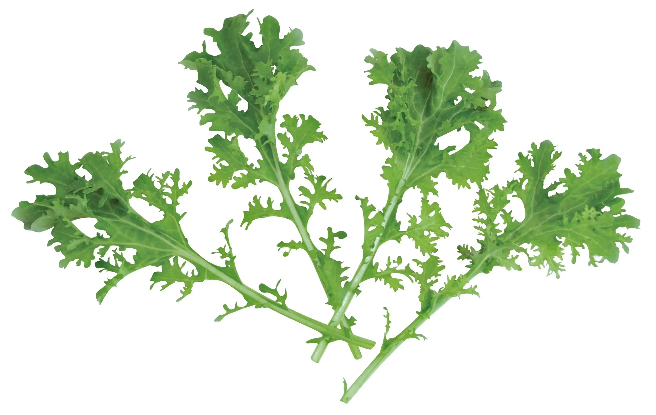 006AsiaGreensFrizziJoe