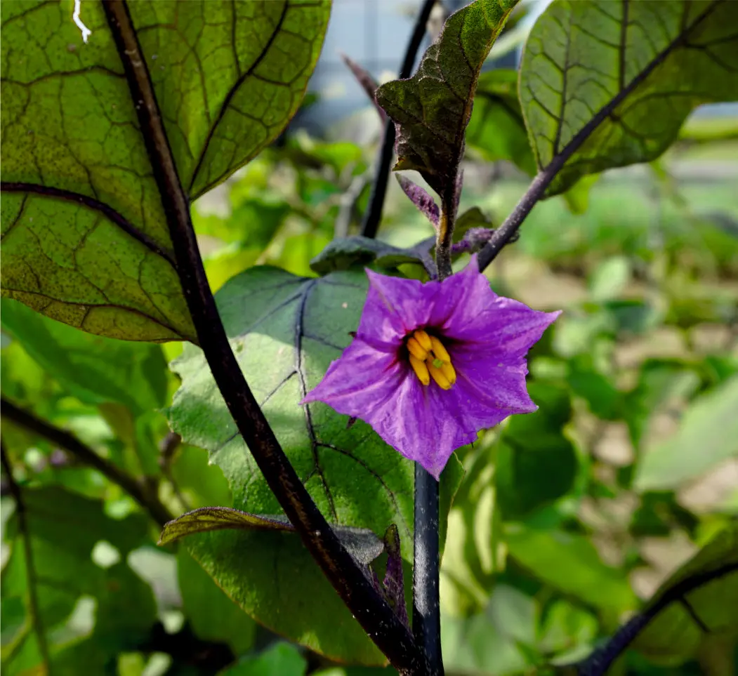 007-1AubergineEierbaum