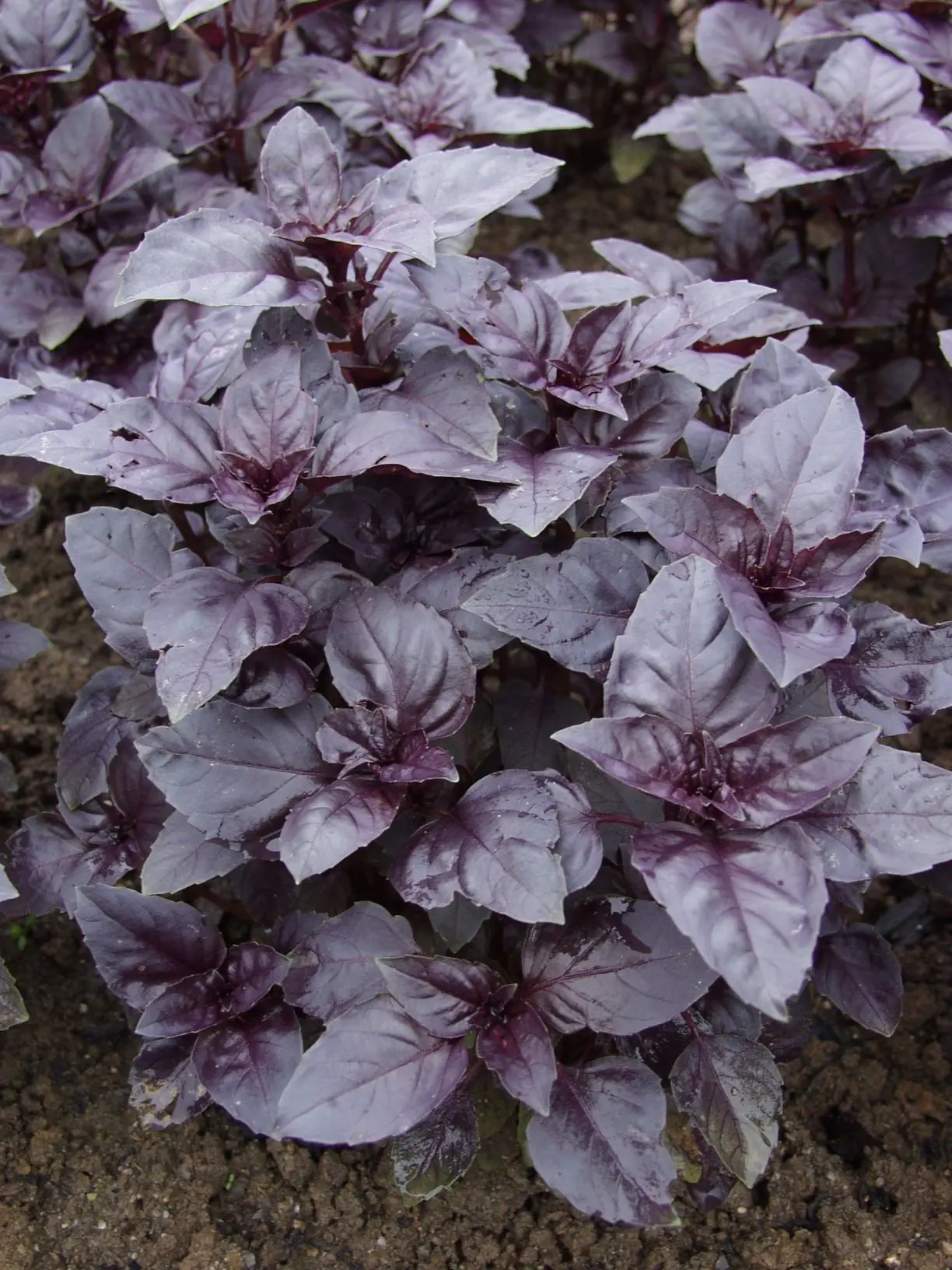 010BasilikumRubra(1)