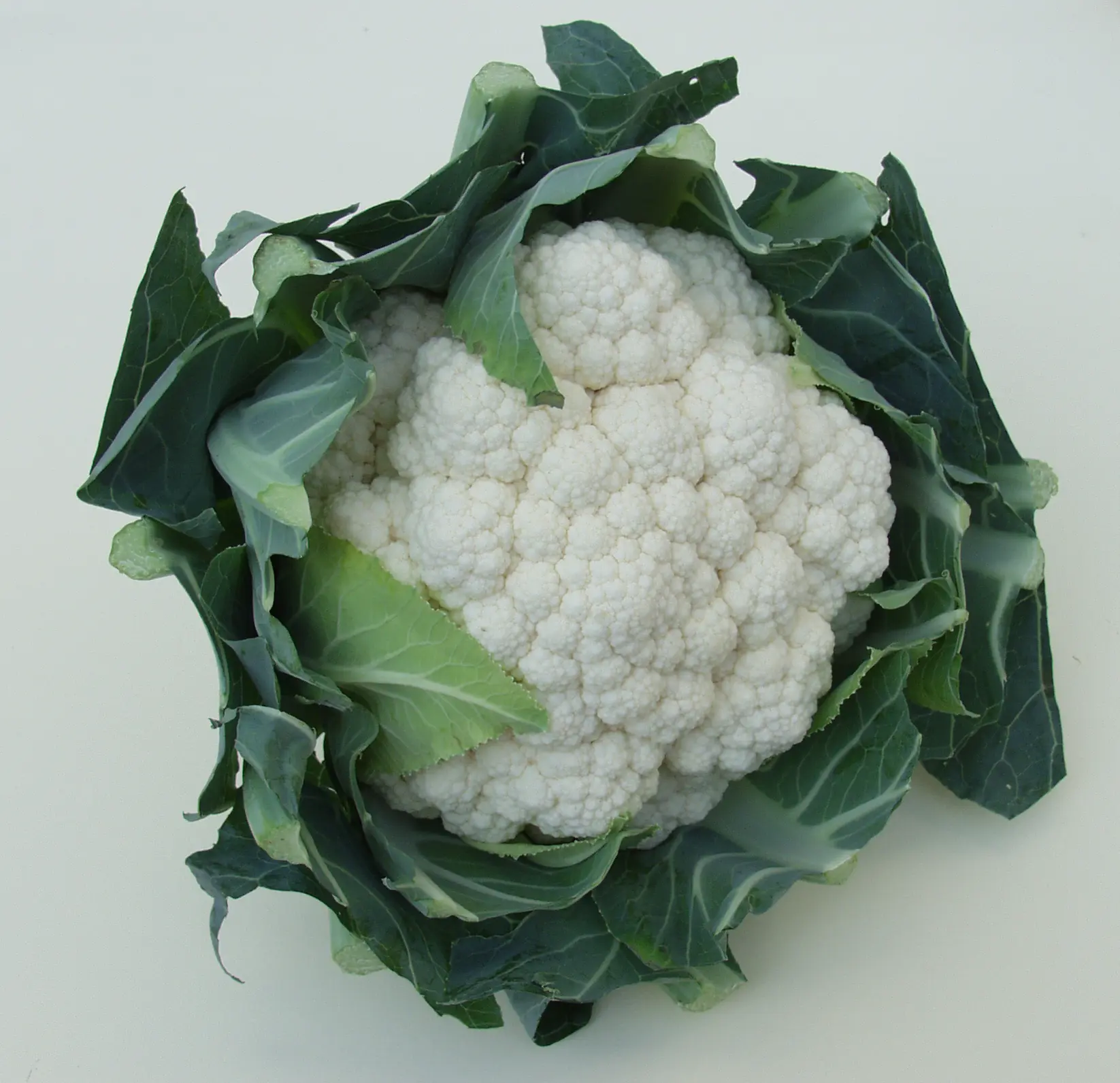 011-2BlumenkohlNeckarperle