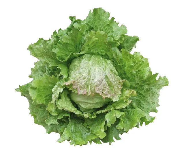 011Batavia-SalatMozart