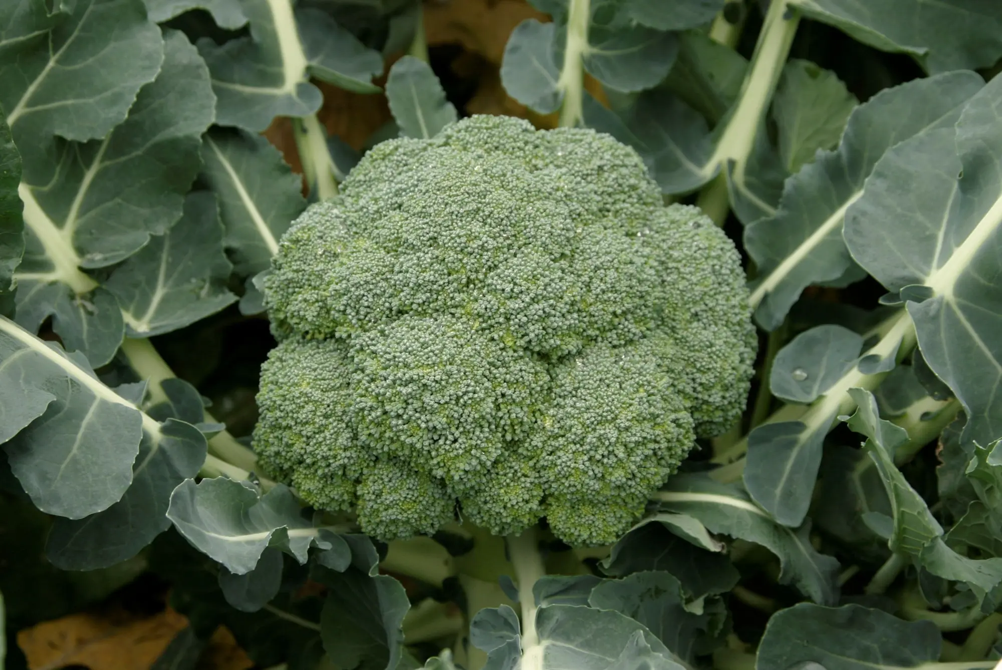 017BroccoliMarathonF1