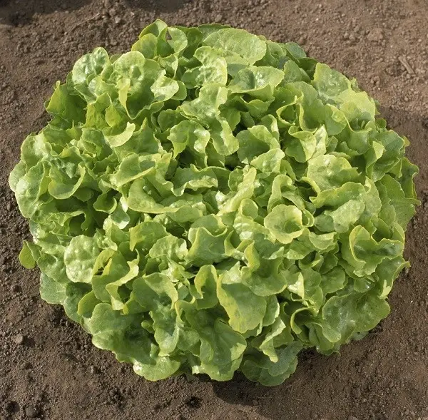 020EichblattsalatSmile