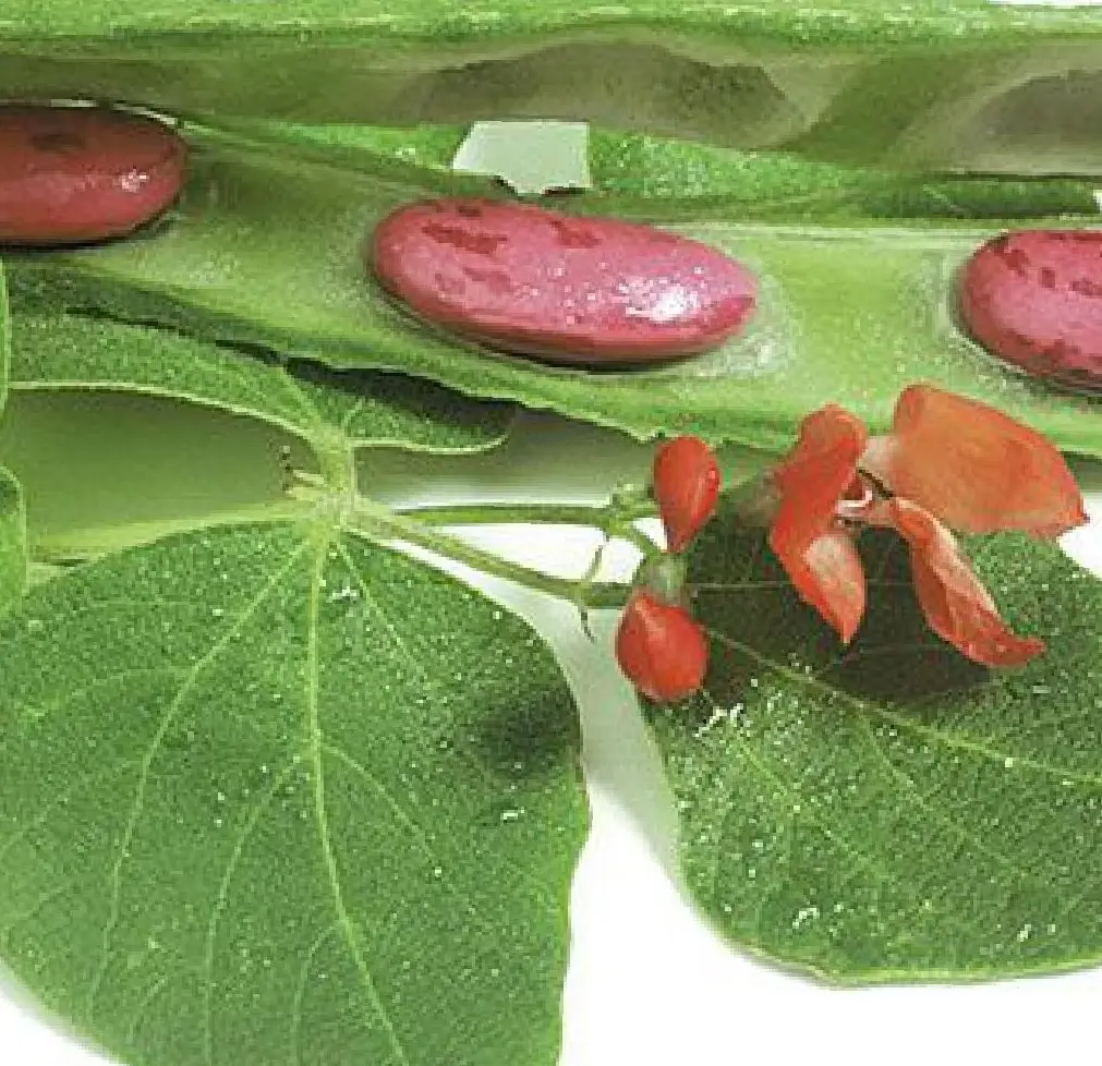 030FeuerbohnePreisgewinner