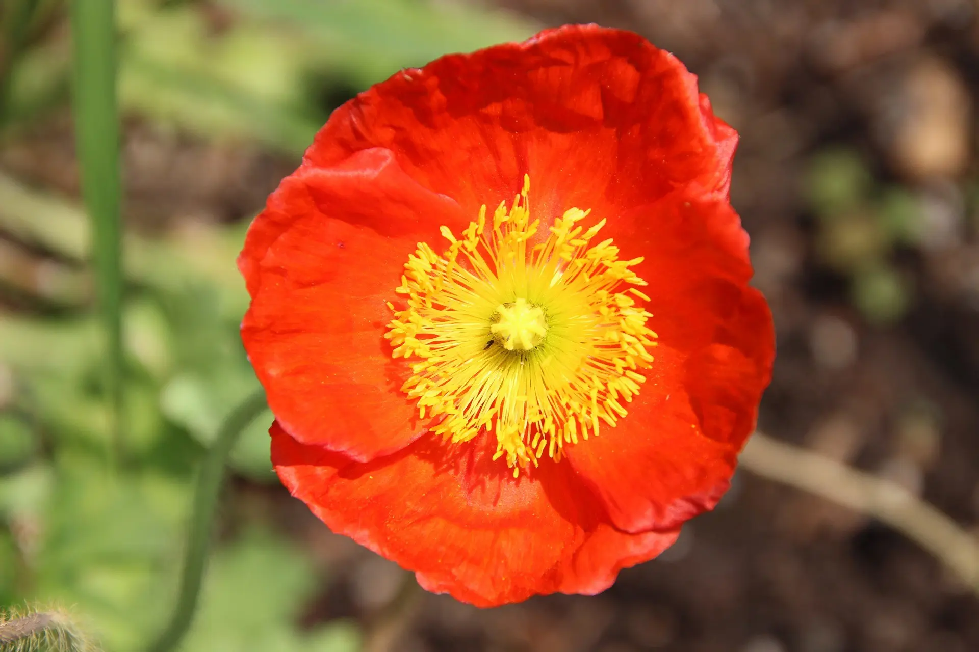 036-1IslandmohnMischung(1)