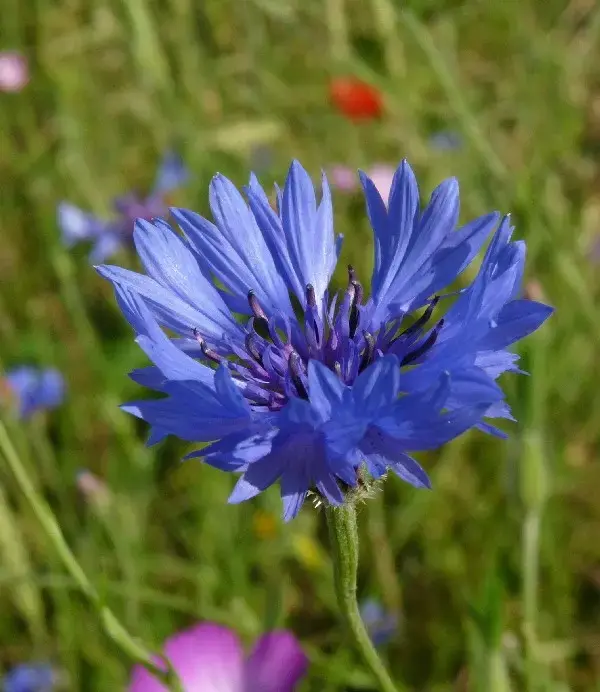 036KornblumeBlauerJunge