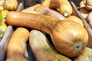 042-9KuerbisLonguedeNice