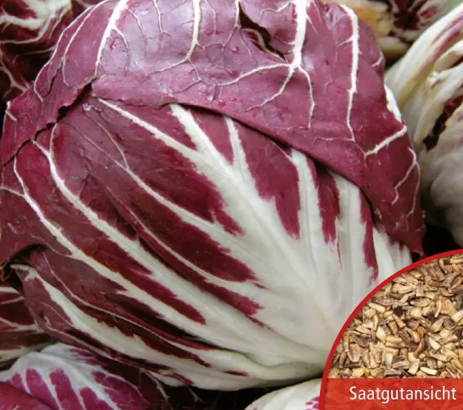 066-1RadicchioPallaRossa