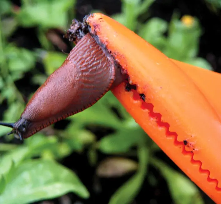 2046_schnecke_in_zange