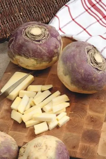 37-1KohlruebeWilhelmsburger