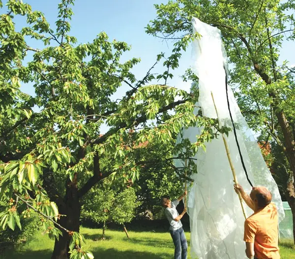 4012_kirschnetz_berziehen59da25226326b