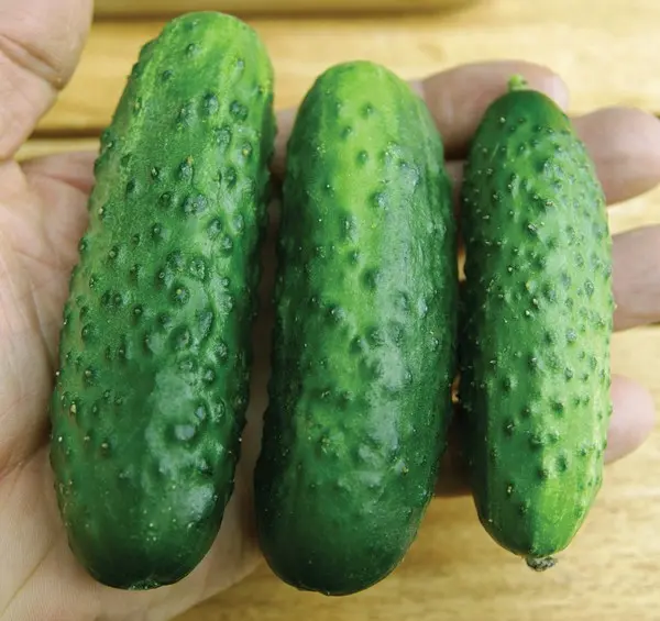 4207_zircon_eshop59da24a2ec3f9