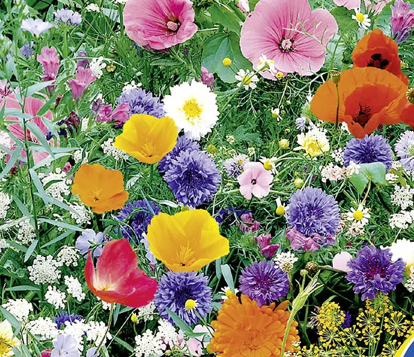 4583-Wildblumen-mit-Krautern