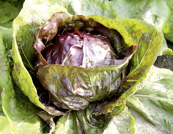 6149raddichiogroesbild