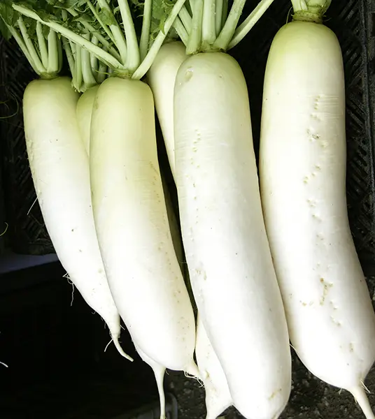 6194rettichrex2016nb