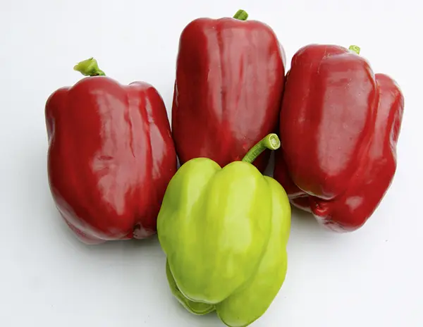 6272paprikaneusiedler