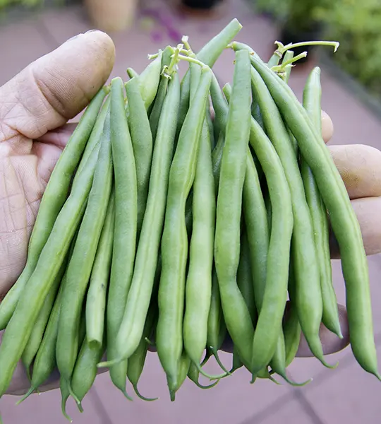 7110mollygroesbildnb2