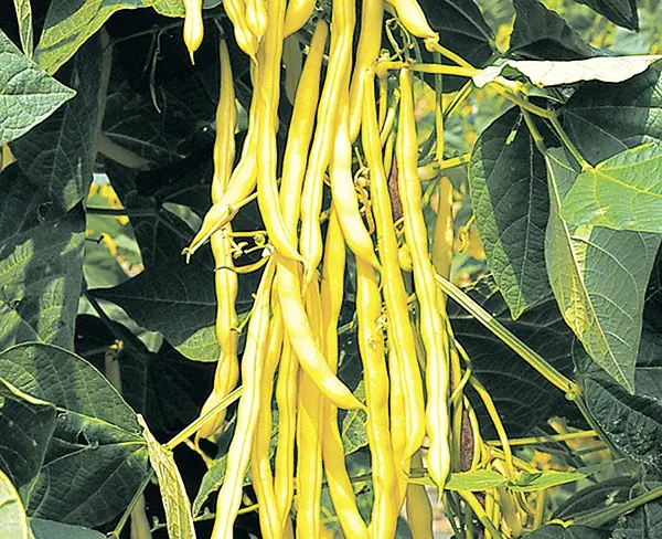 7114neckargoldhochnb2