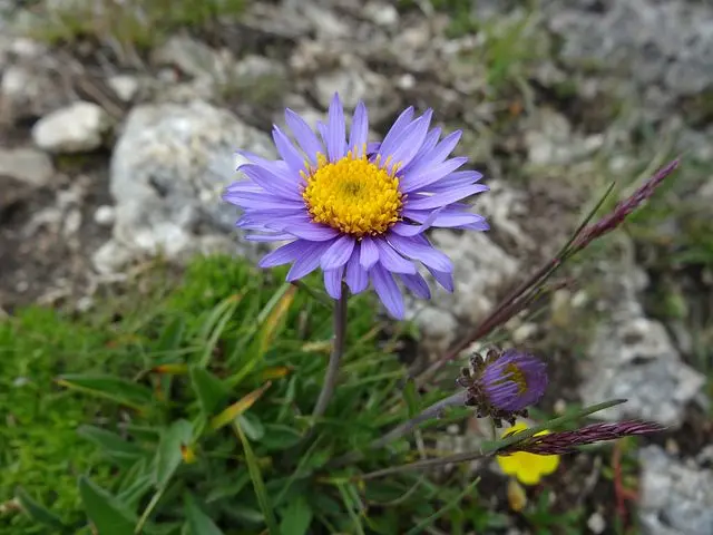 Alpen-Aster