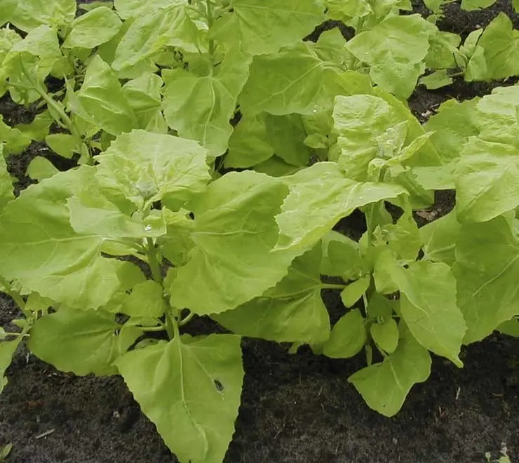 B015GartenmeldeGelbeBio