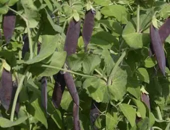 B018KapuzienererbseBio