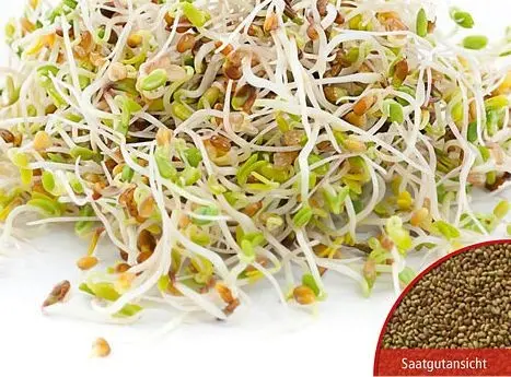 B021Bio-KeimsprossenBasilikum