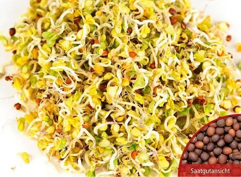 B022Bio-KeimsprossenBrokkoli