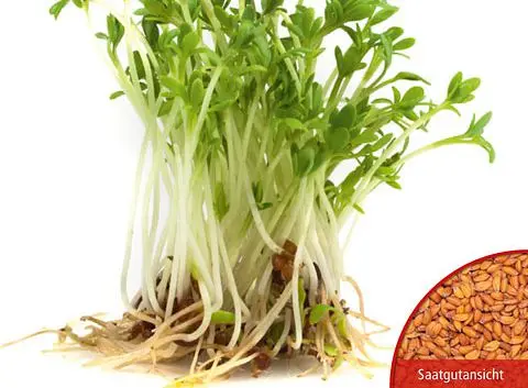 B023-1KeimsprossenKresseBio