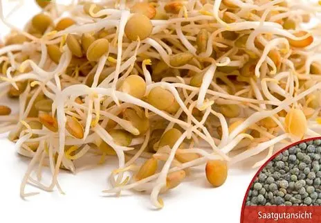 B023-2BioKeimsprossenLinsen