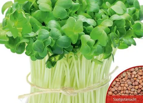 B023Bio-KeimsprossenDaikon-Rettich