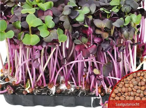 B024BioKeimsprossenRadies