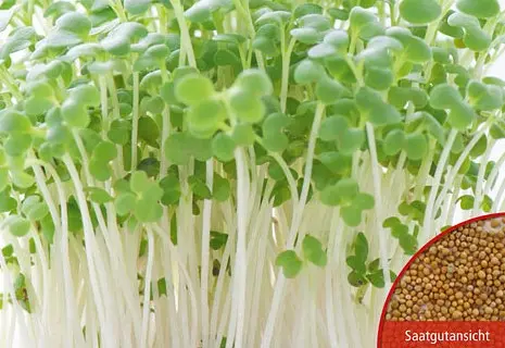 B026KeimsprossenSenfBio