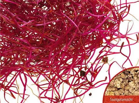B027KeimsprossenRoteRuebenBio