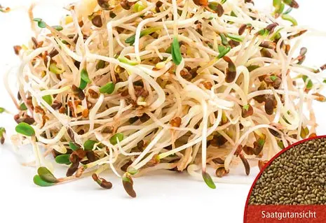 B027KeimsprossenRotkleeBio