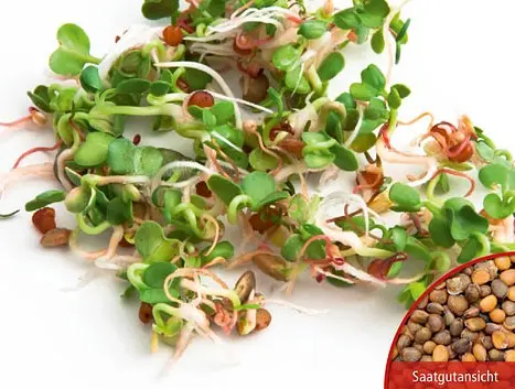 B029KeimsprossenSalatraukeBio