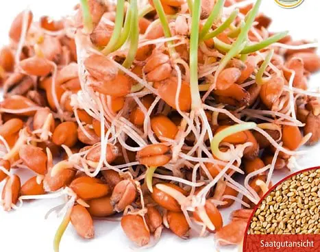 B030KeimsprossenWeizenBio