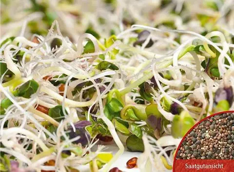 B031KeimsprossenGurmet-MischungBio