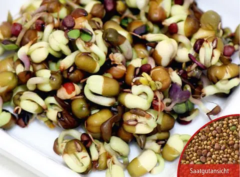 B033Keimsprossenpikant-aromatischeMischungBio