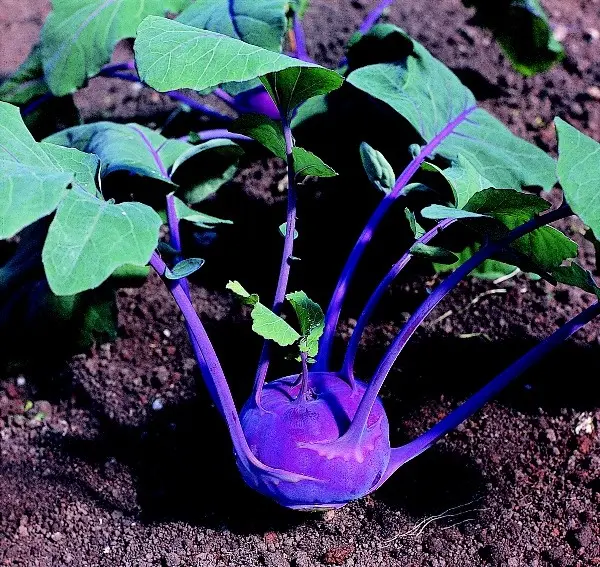 B035KohlrabiAzurstarBio