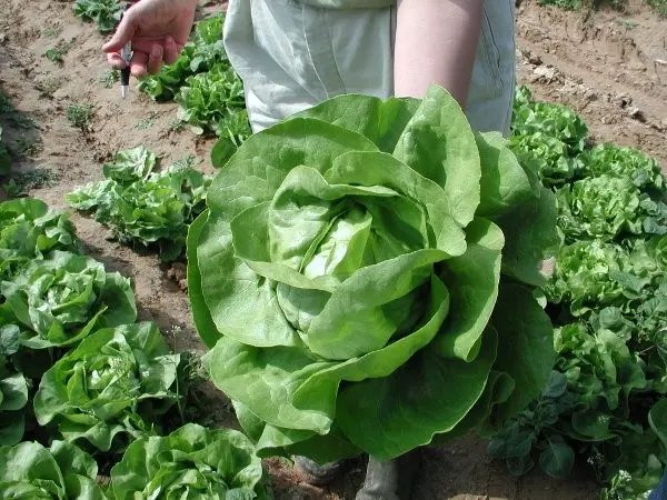 B037-1KopfsalatSylvestaBio