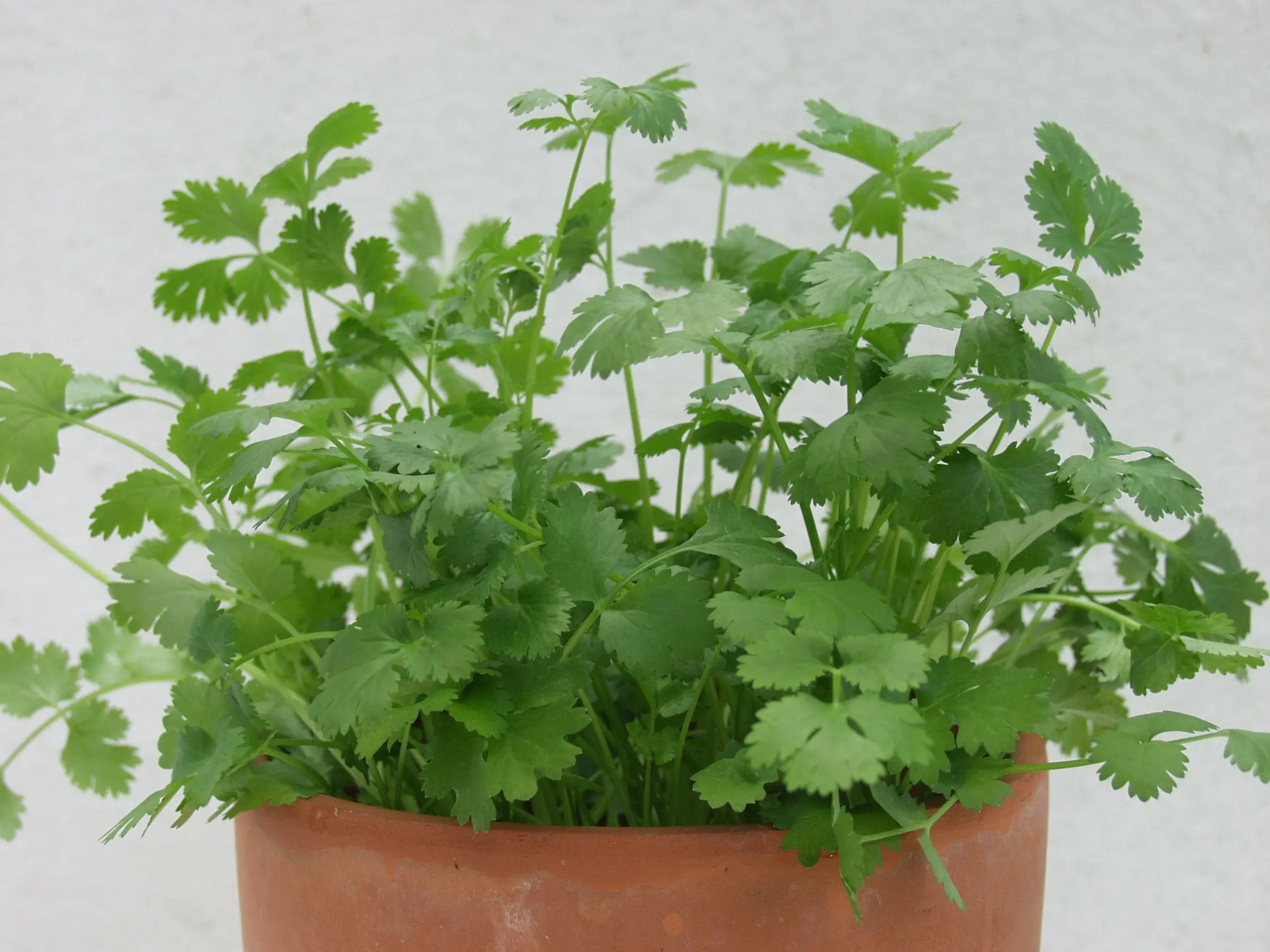 B037KorianderGewoehnlichBio