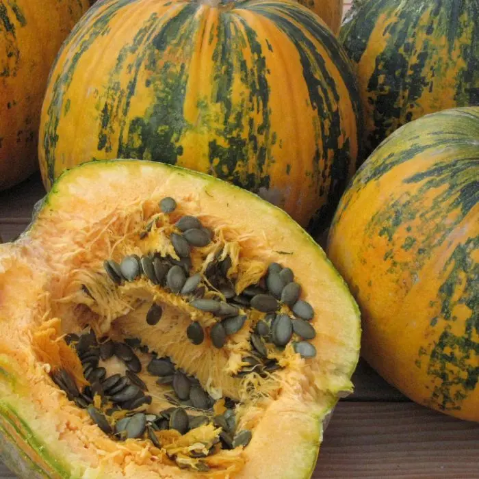 B039GleisdurferOelkuerbisBio