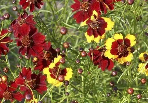 B041MaedchenaugeCoreopsistinctoriaBio