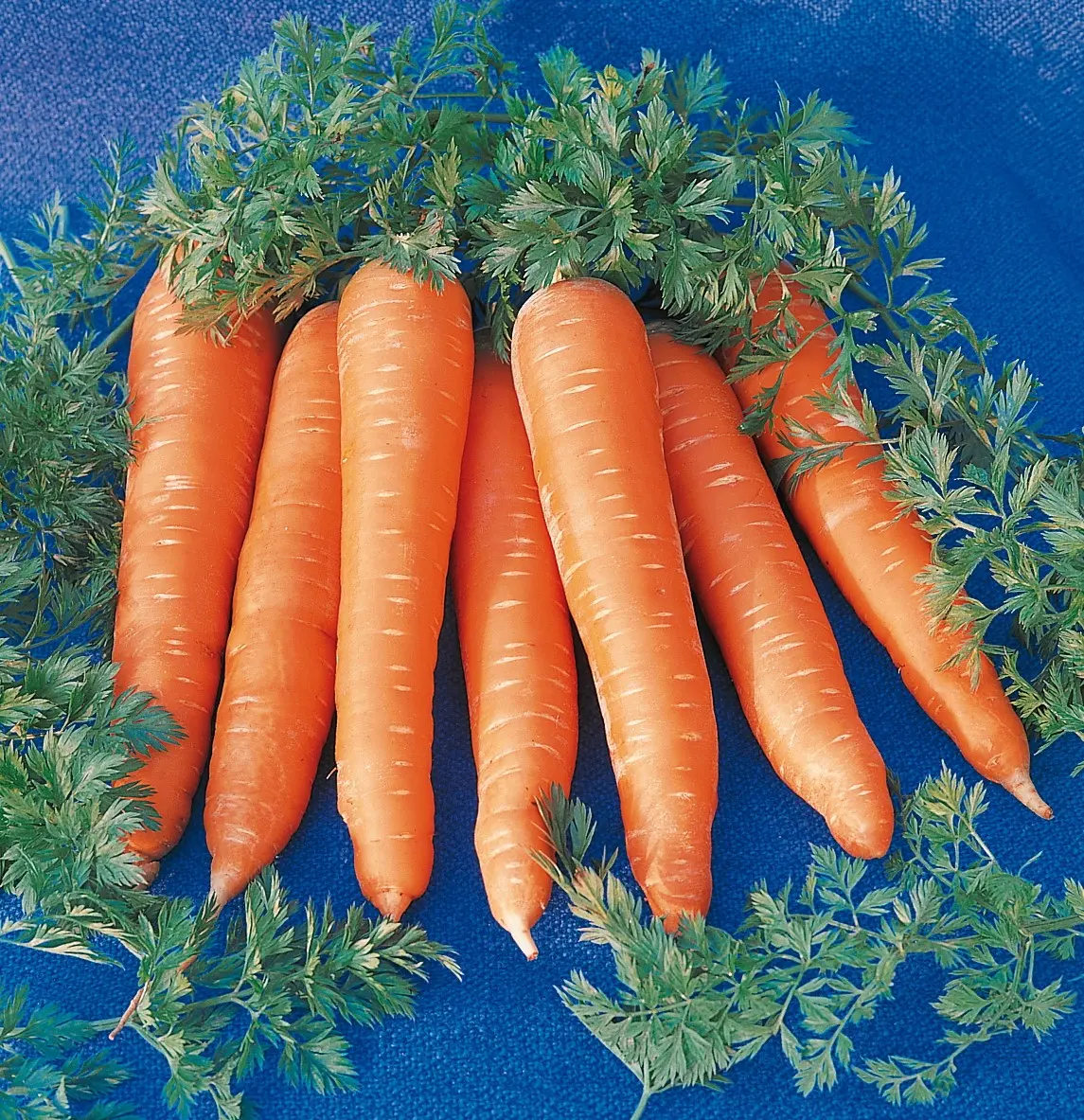 B043MoehreRothildBio