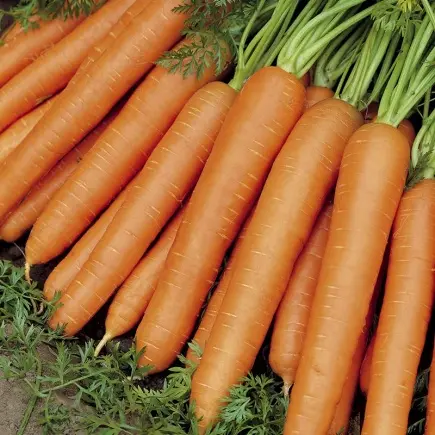 B044MoehreNantes2Bio