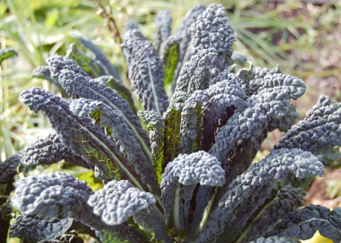 B045PalmkohlNeroDiToscanaBio1